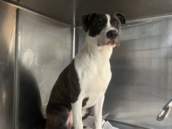 Indy - Pit Bull Terrier