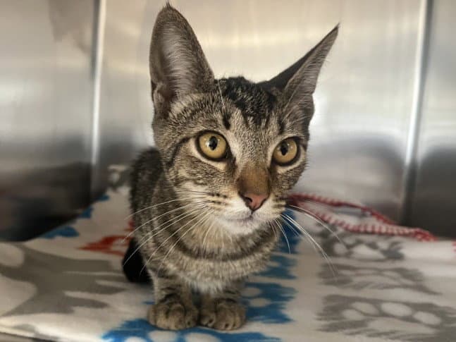 Eddie - Domestic Short Hair