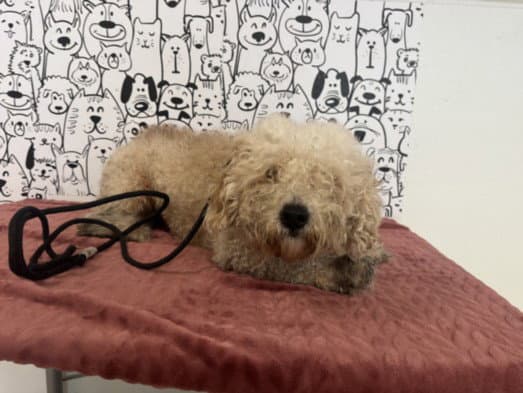 Sesame - Maltese