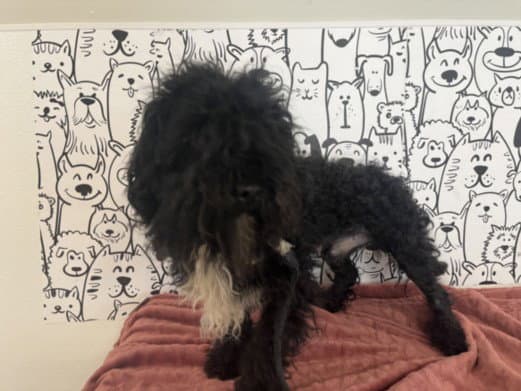 Bagel - Maltese