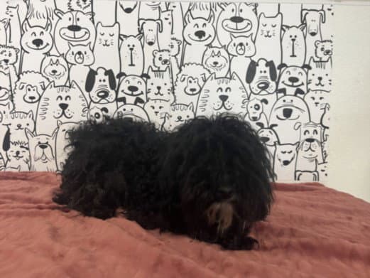 Poppy - Maltese