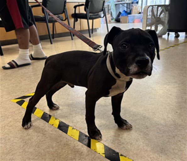 Hughey - Pit Bull Terrier