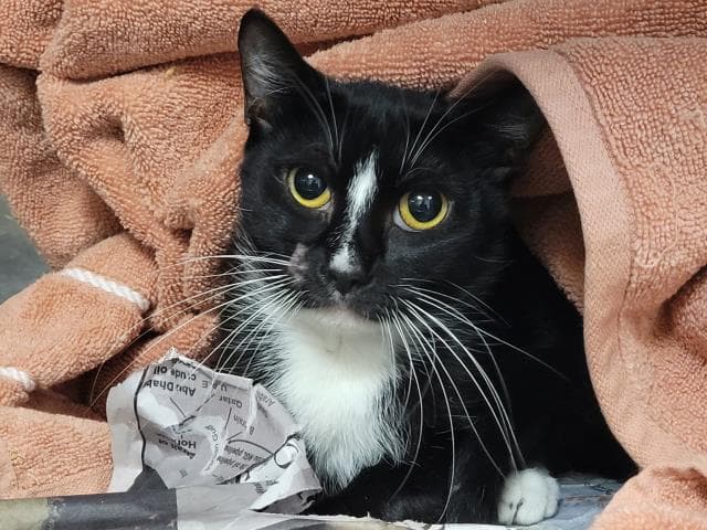 Buttons - Domestic Short Hair