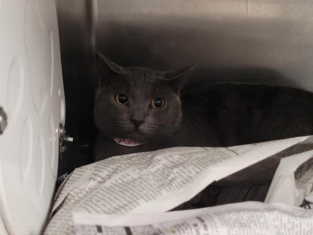 Unknown - Domestic Short Hair