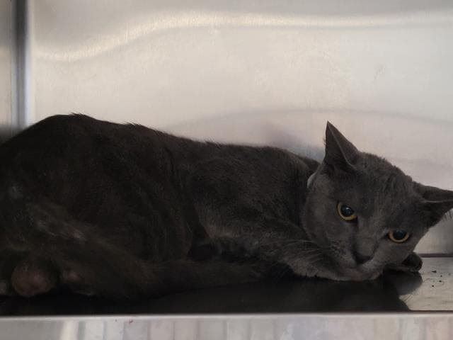 Unknown - Domestic Short Hair