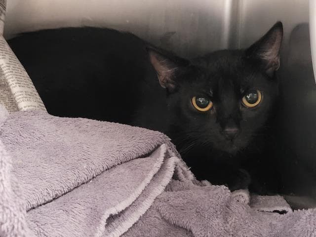 Unknown - Domestic Short Hair