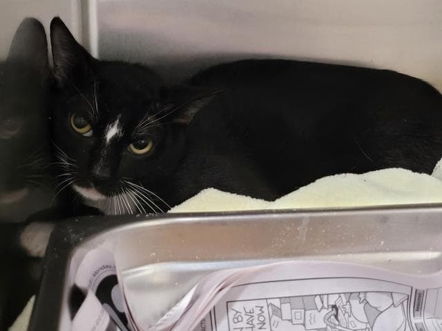 Unknown - Domestic Short Hair