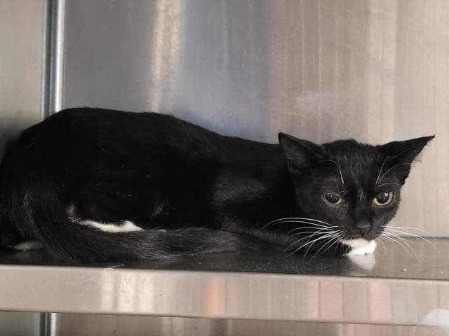 Jade - Domestic Short Hair