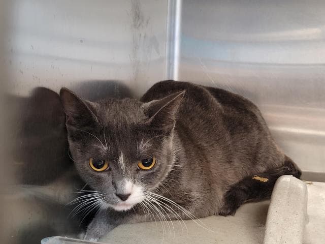 Gayle - Domestic Short Hair