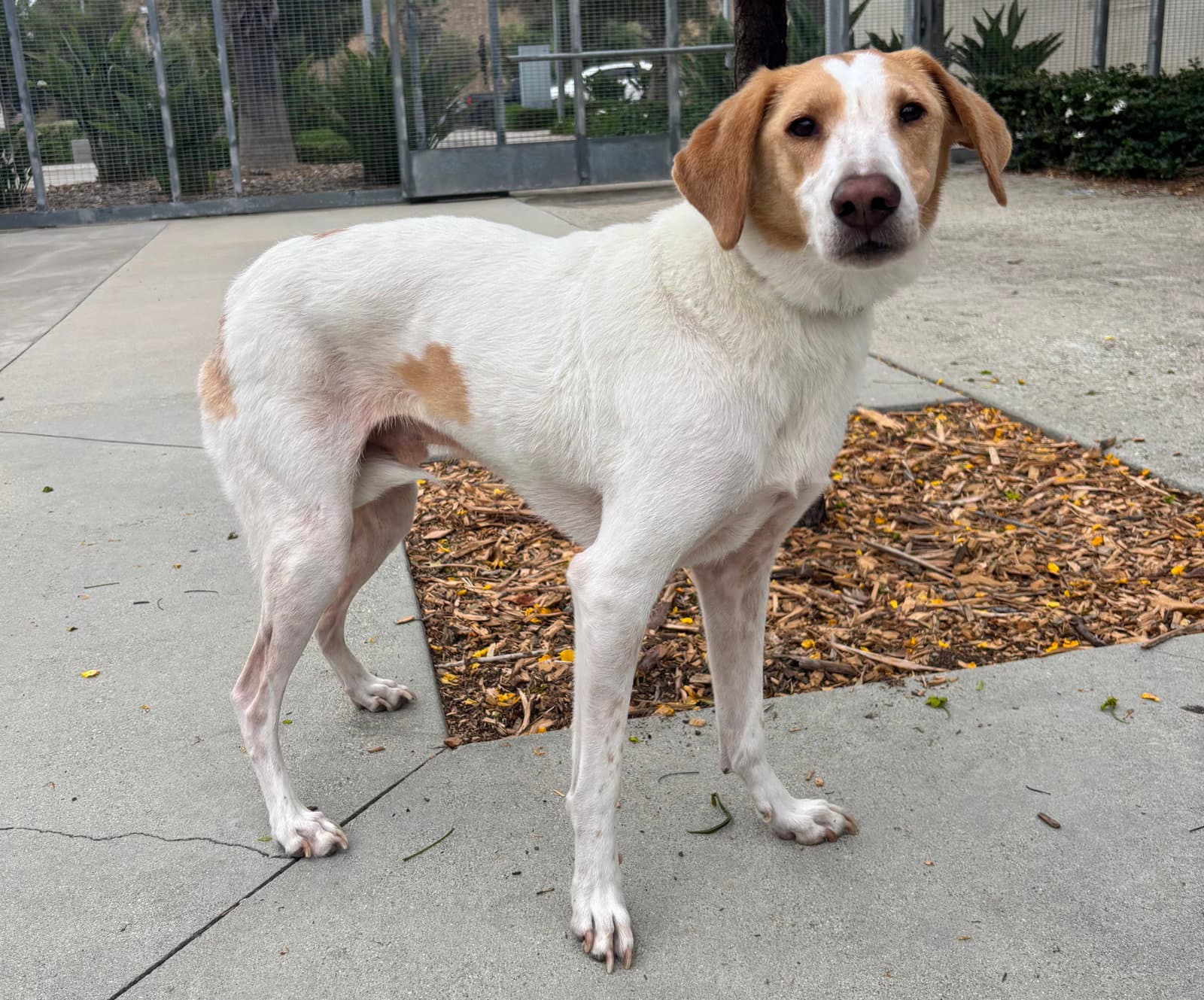 Benji - Pointer
