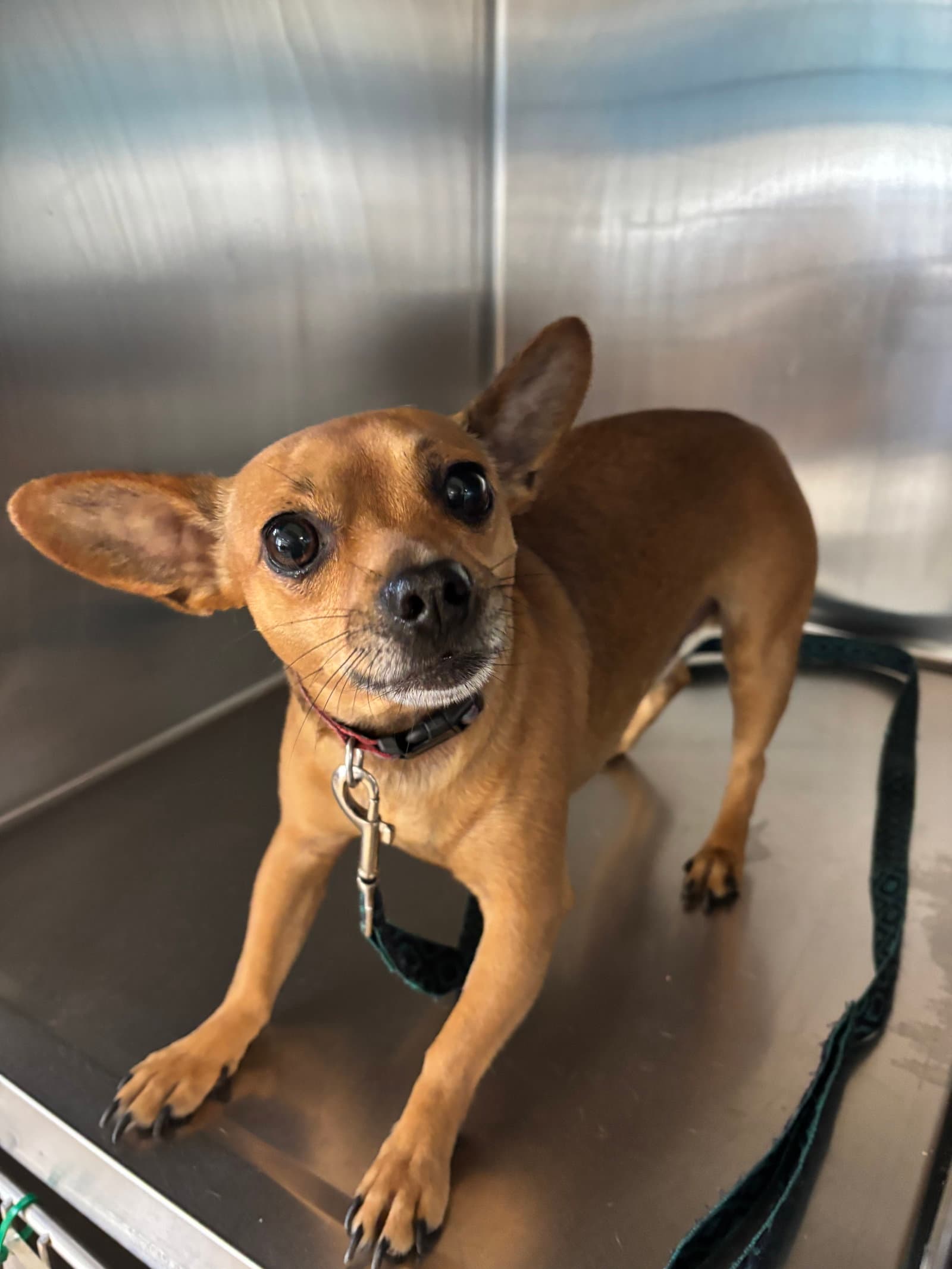 Brownie - Chihuahua