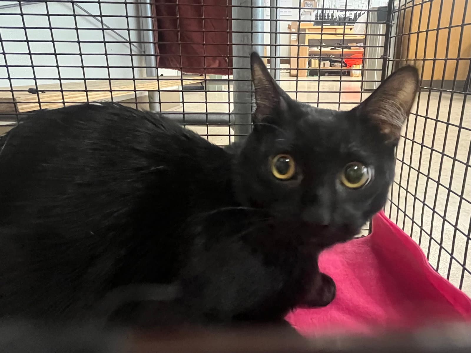 Marshall - Domestic Long Hair