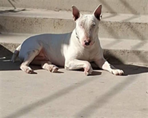 Spudz - Bull Terrier