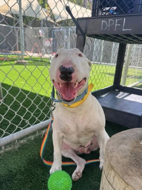 Spudz - Bull Terrier