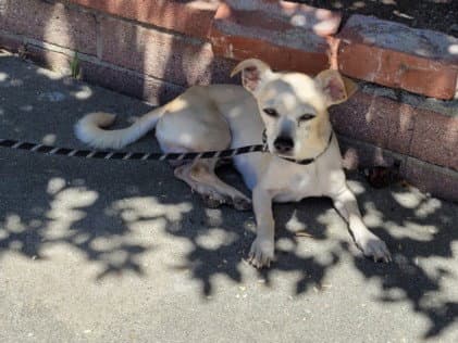 Orville - Chihuahua