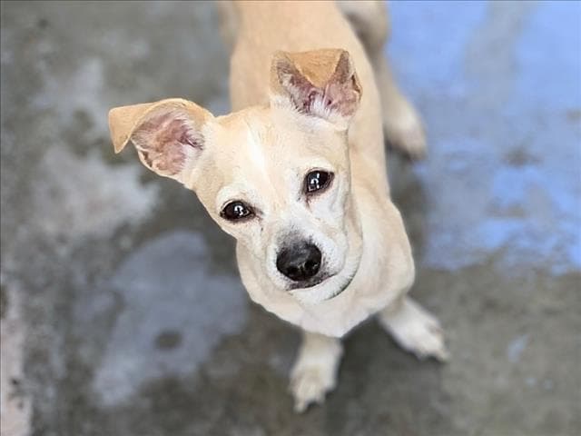Orville - Chihuahua