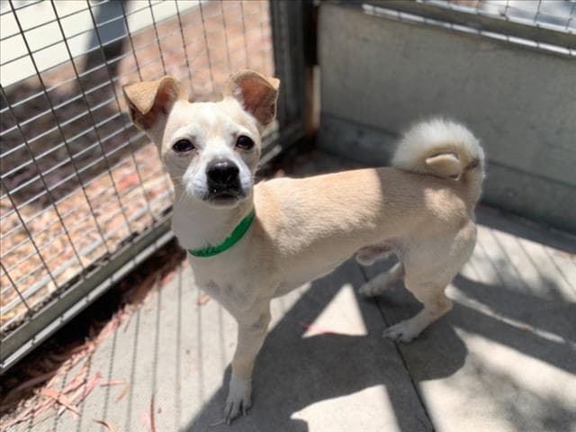 Orville - Chihuahua