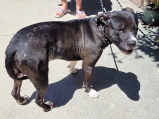 Wilbur - Pit Bull Terrier