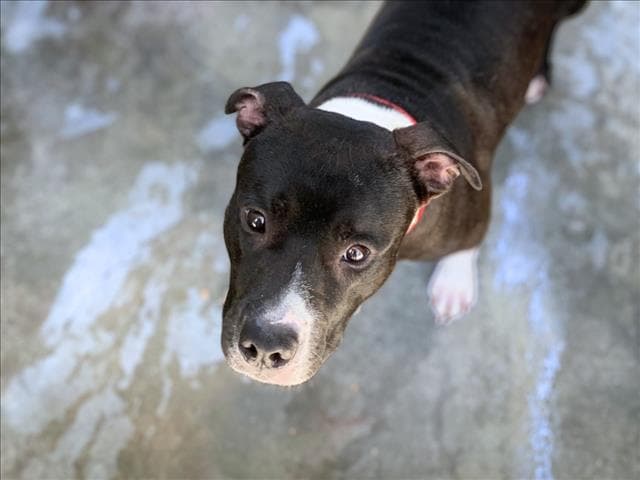 Wilbur - Pit Bull Terrier