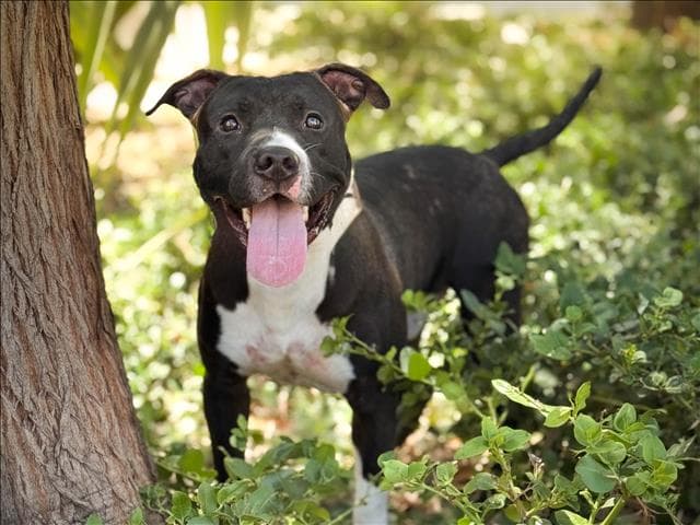 Wilbur - Pit Bull Terrier