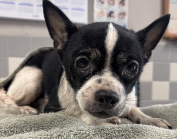 Mandy - Chihuahua