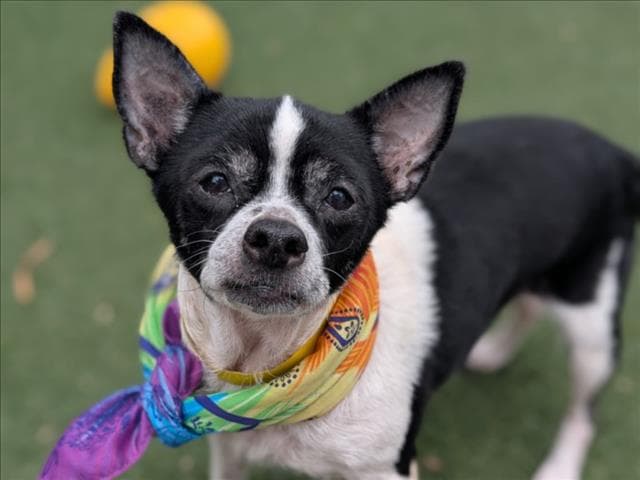Mandy - Chihuahua