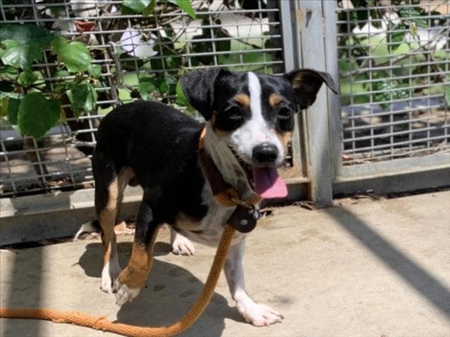 Pinguino - Rat Terrier