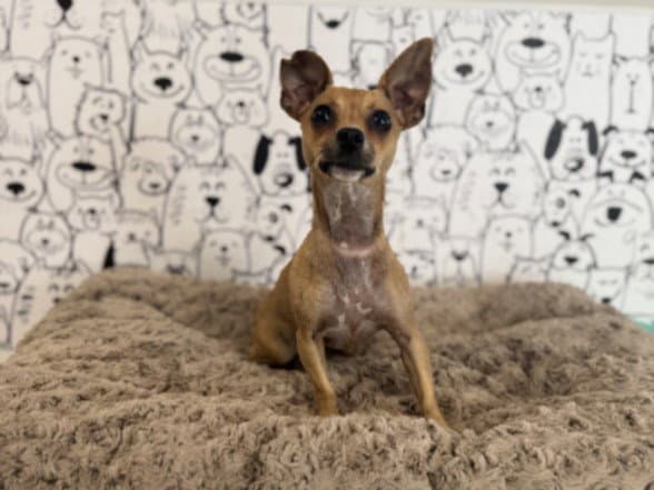 Loly - Chihuahua