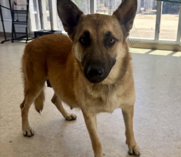 Aja - German Shepherd Dog