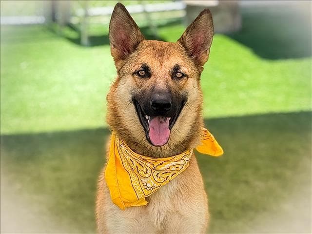 Aja - German Shepherd Dog