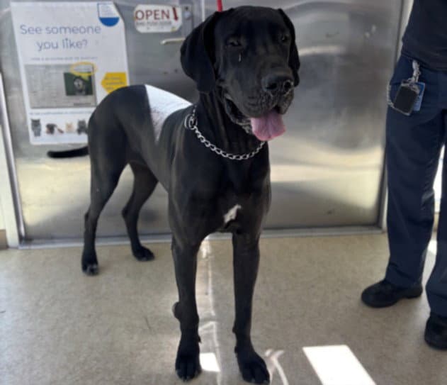 Bessie - Great Dane