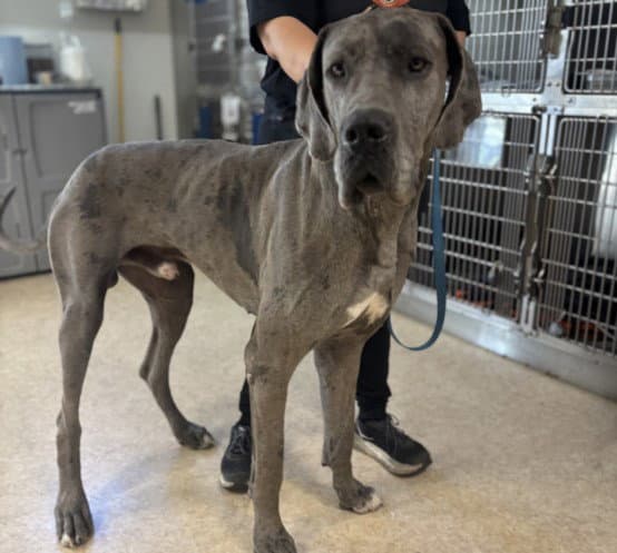 Mondo - Great Dane