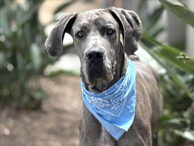 Mondo - Great Dane