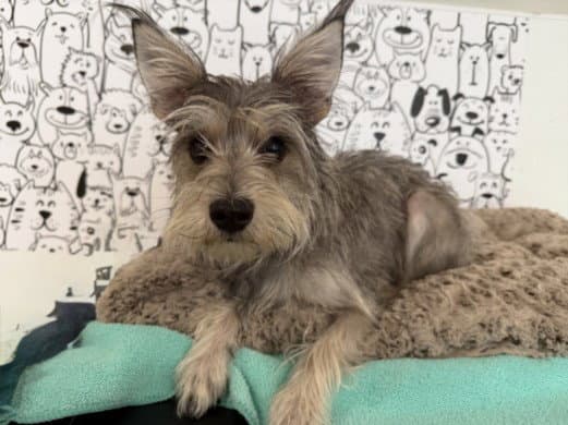 Gwen - Yorkshire Terrier Yorkie