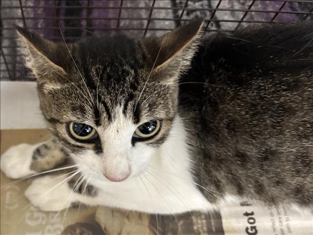 Tammy - Domestic Short Hair