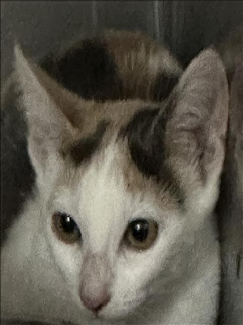 Unknown - Domestic Short Hair