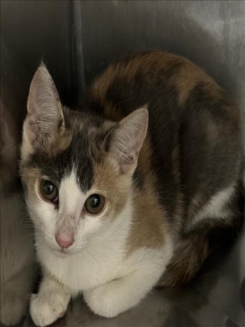 Unknown - Domestic Short Hair