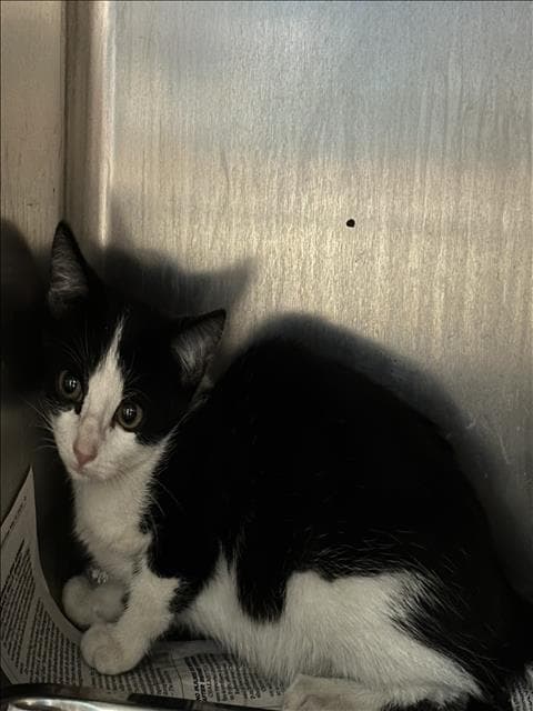 Unknown - Domestic Short Hair