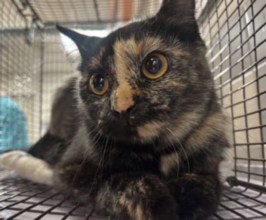 Unknown - Domestic Short Hair