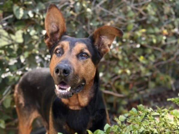 Sampson - German Shepherd Dog