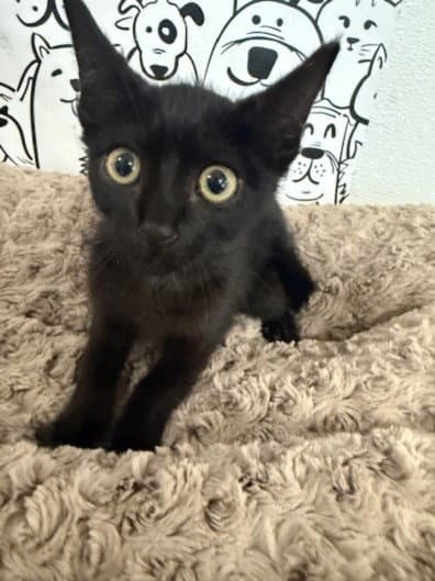 Peking - Domestic Short Hair