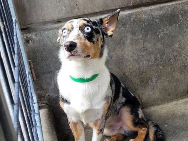 Ray - Australian Shepherd