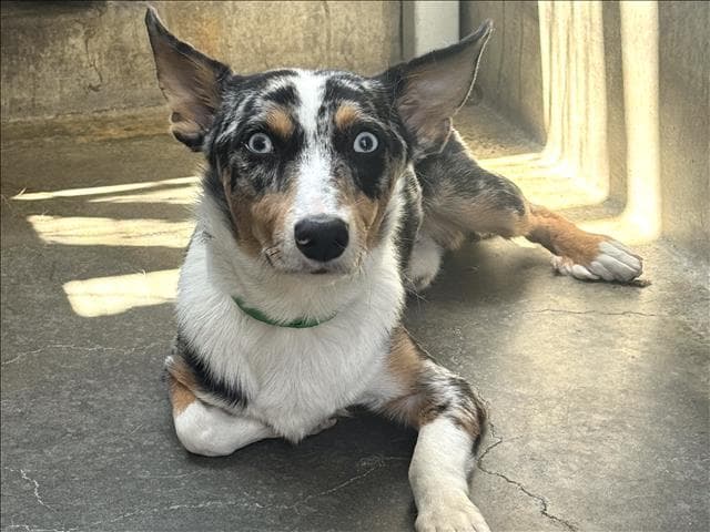 Ray - Australian Shepherd