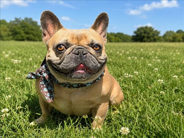 Maxwell - French Bulldog