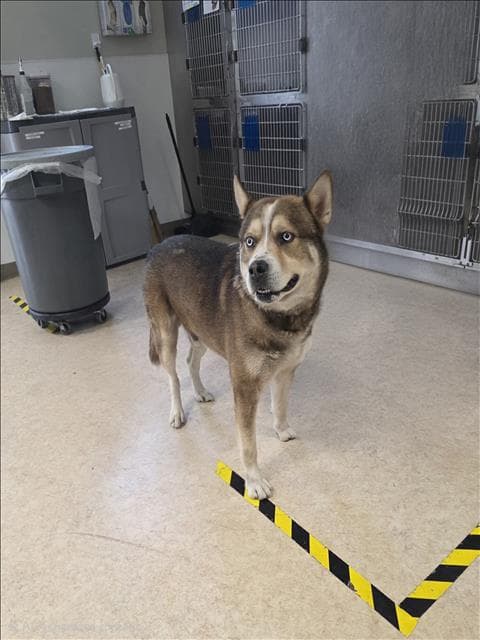 Kylo - Husky