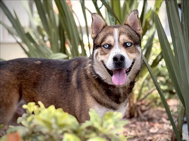 Kylo - Husky