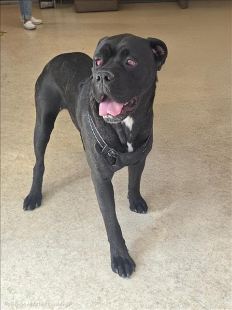Unknown - Cane Corso Mastiff