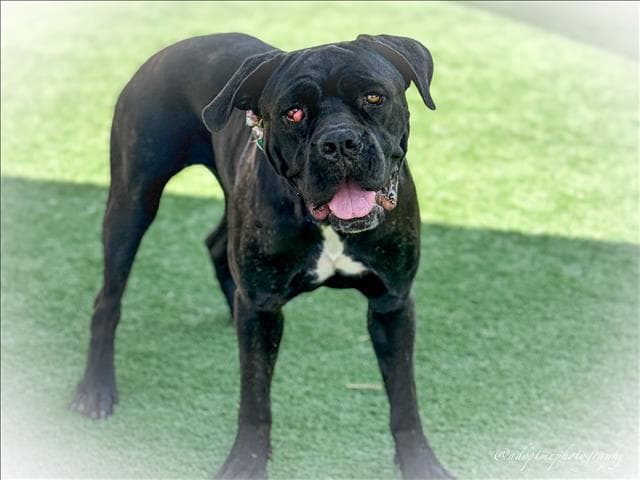 Unknown - Cane Corso Mastiff