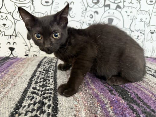Onyx - Domestic Short Hair