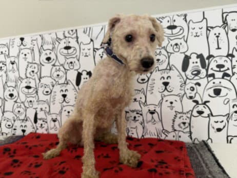 Zack - Poodle (Miniature)